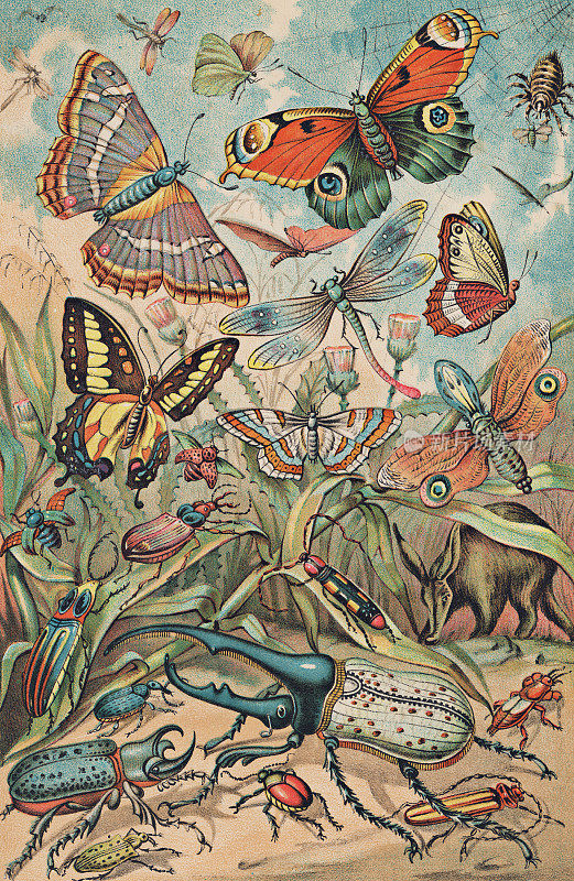各种不同种类的昆虫- 19世纪